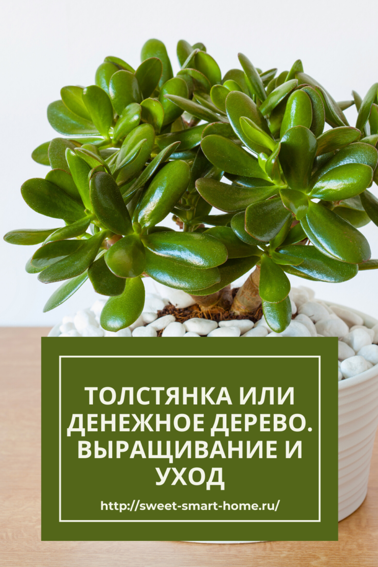 Денежное дерево свойства. Толстянка денежное дерево. Крассула цветок денежное дерево. Крассула толстянка цветы. «Денежное дерево» (Крассула) или толстянка.