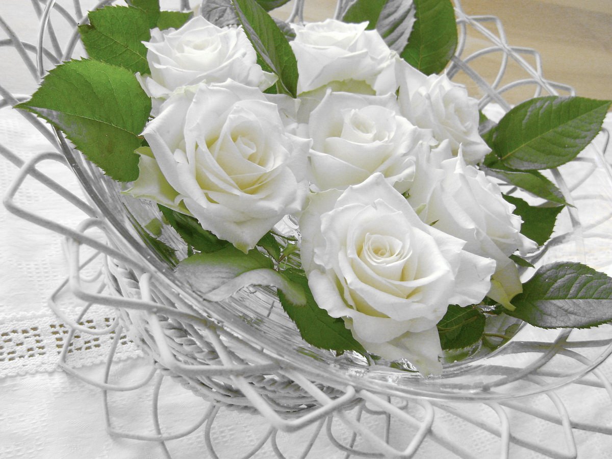 Песня ах белые розы. Красивые белые розы. Букет белых роз. Открытки с белыми розами. Белые розы открытки красивые.