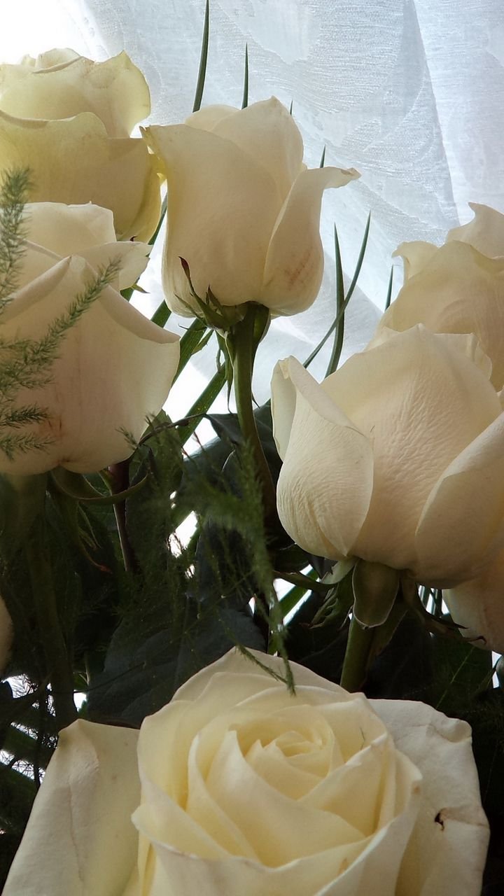 Букет белых роз дома