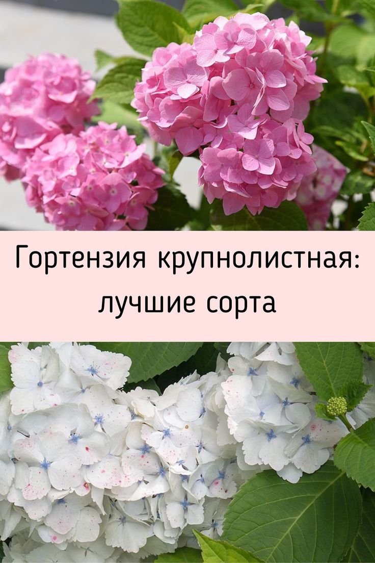 Гортензия Спайк крупнолистная