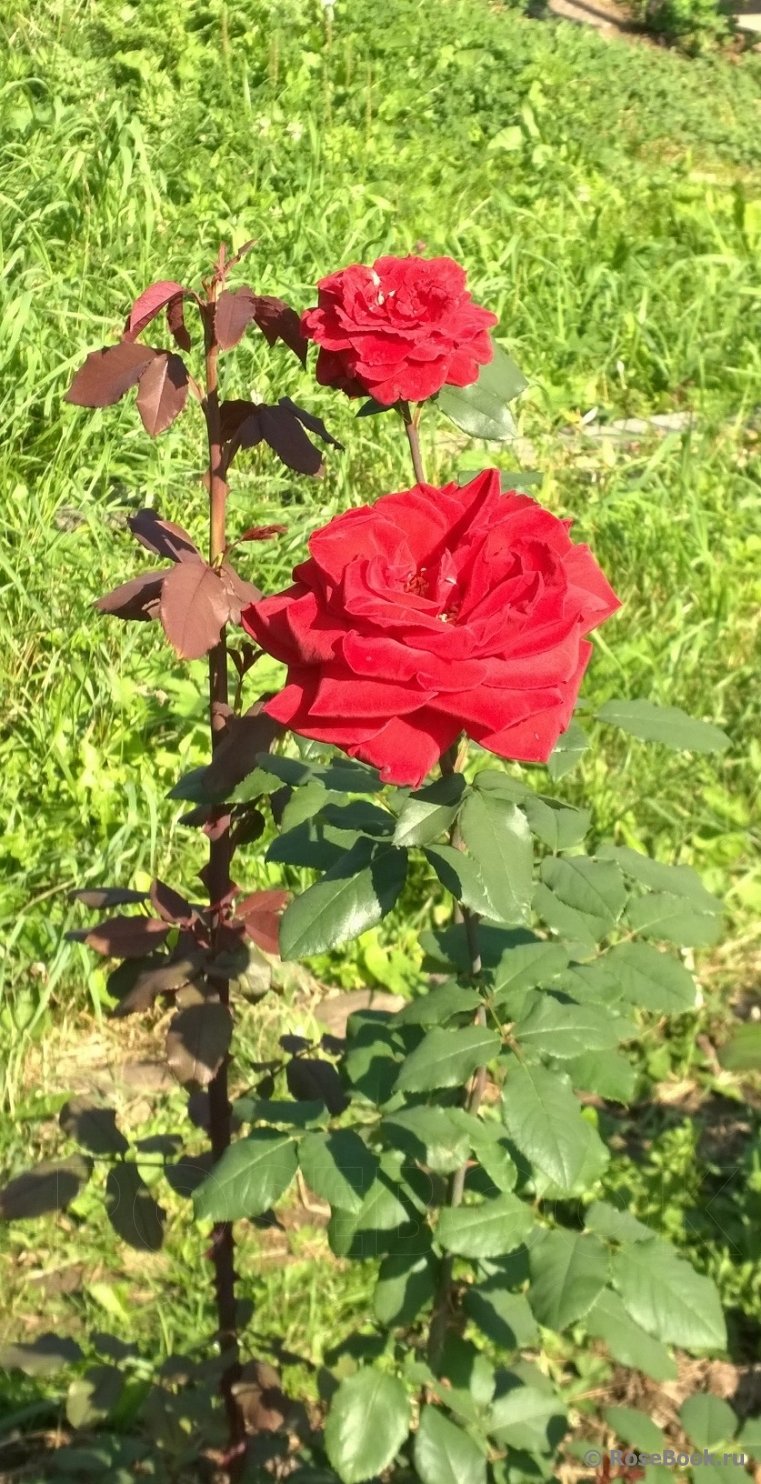Роза почвопокровная Розариум