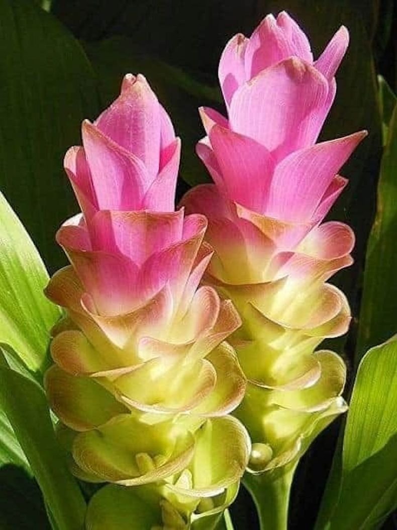 Куркума (curcuma) растение