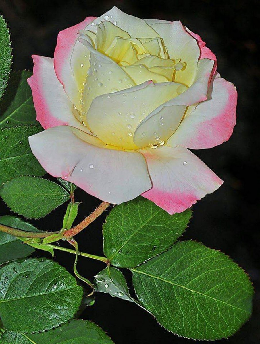 Роза "Iguazu"