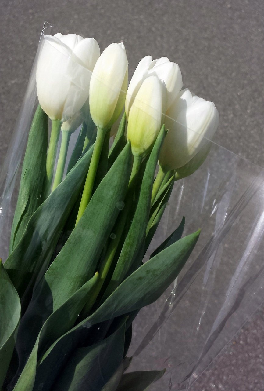 Белые тюльпаны домашние