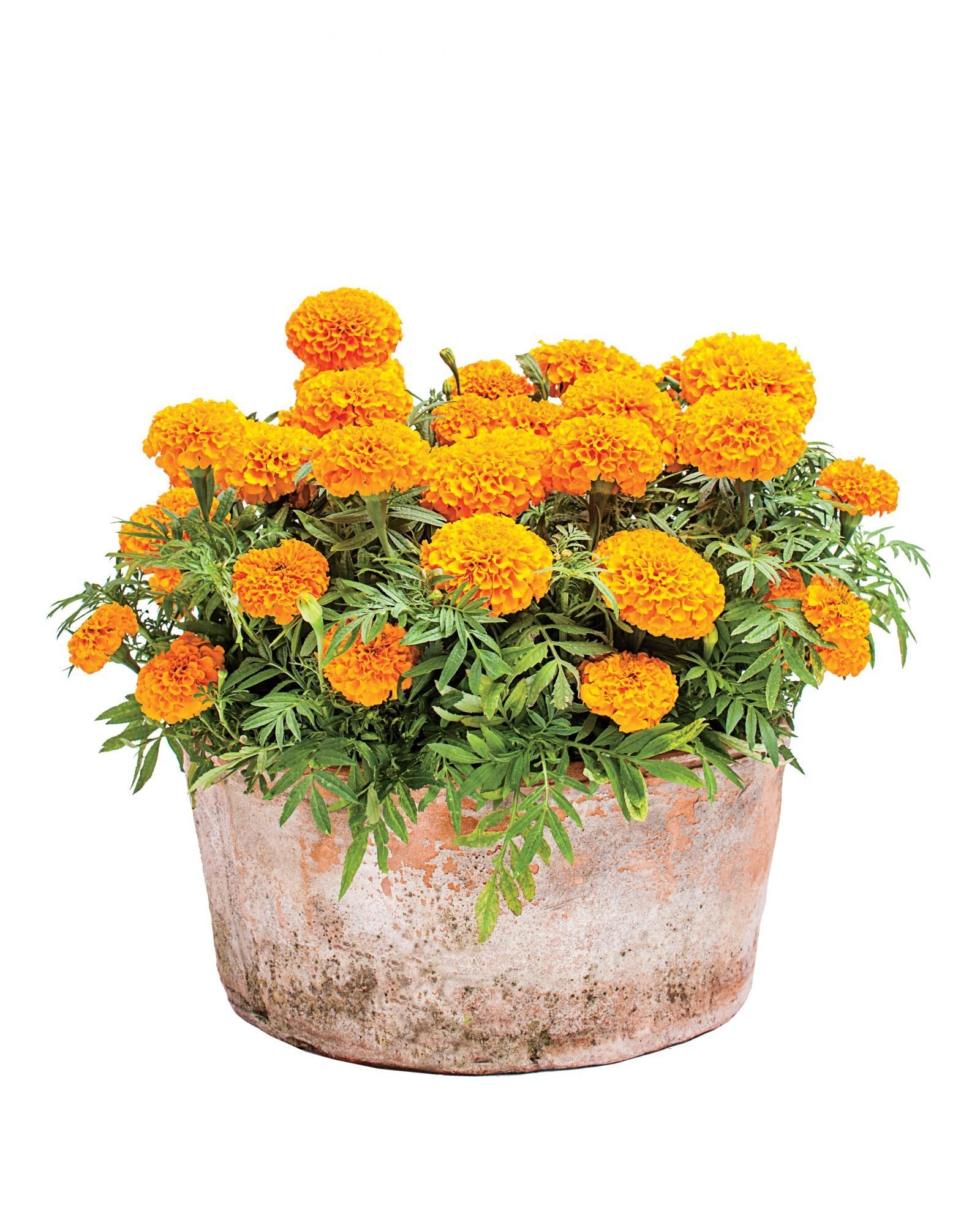 Календула, бархатцы Garden Marigold