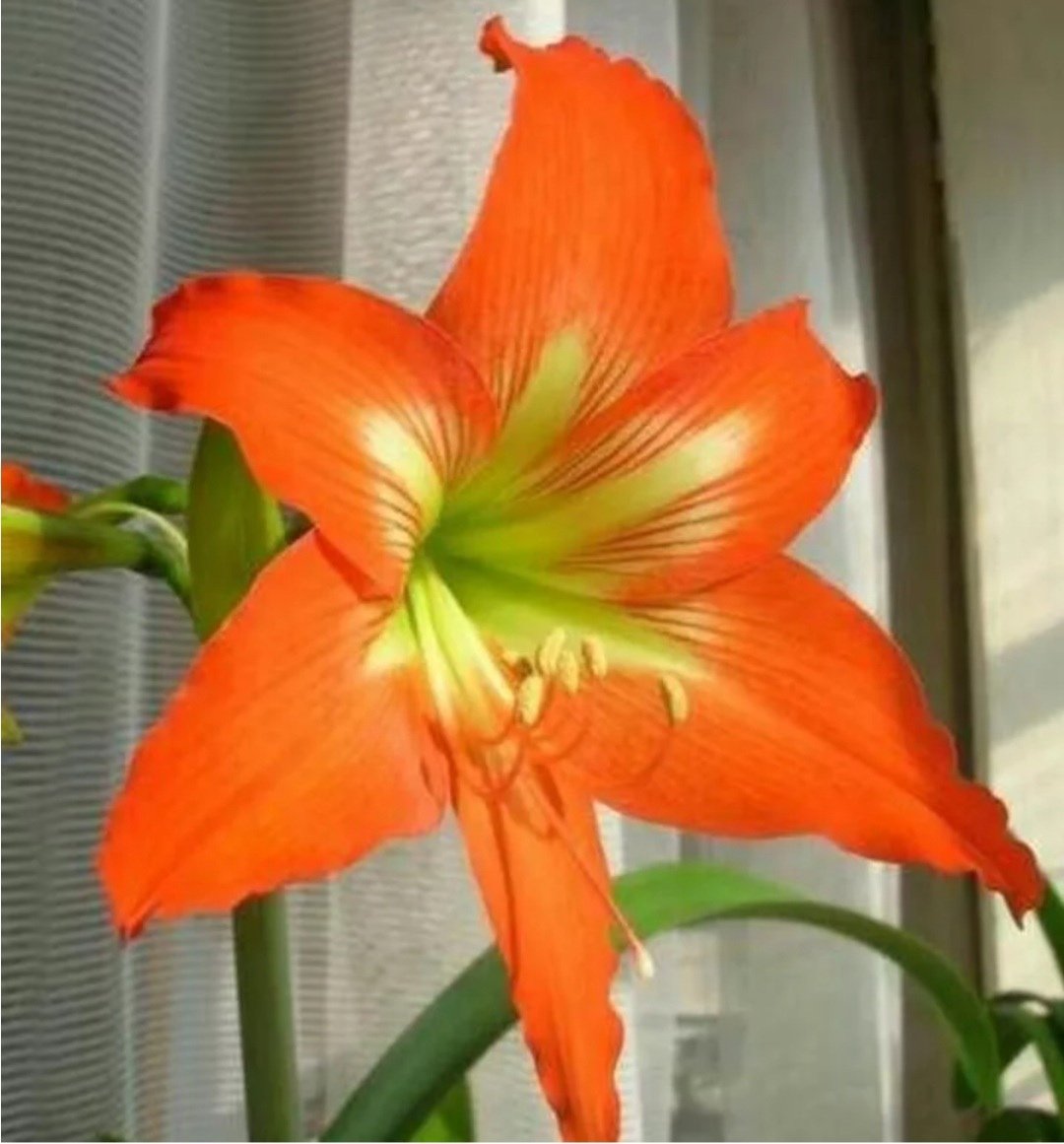 Оранжевое комнатное растение. Гиппеаструм амариллис оранжевый. Лилия гиппеаструм цветок. Гиппеаструм амариллис Королевский оранжевый. Гиппеаструм цветок оранжевый.