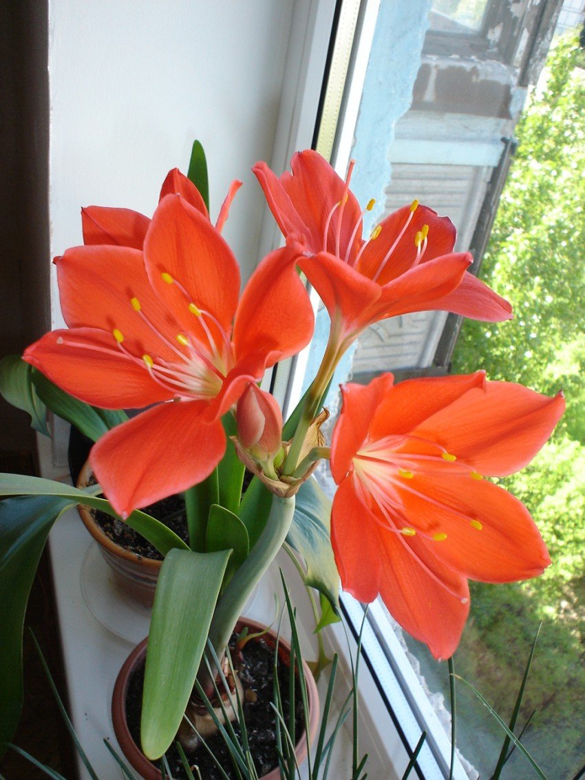 Лилия мелкоцветковая оранжевая