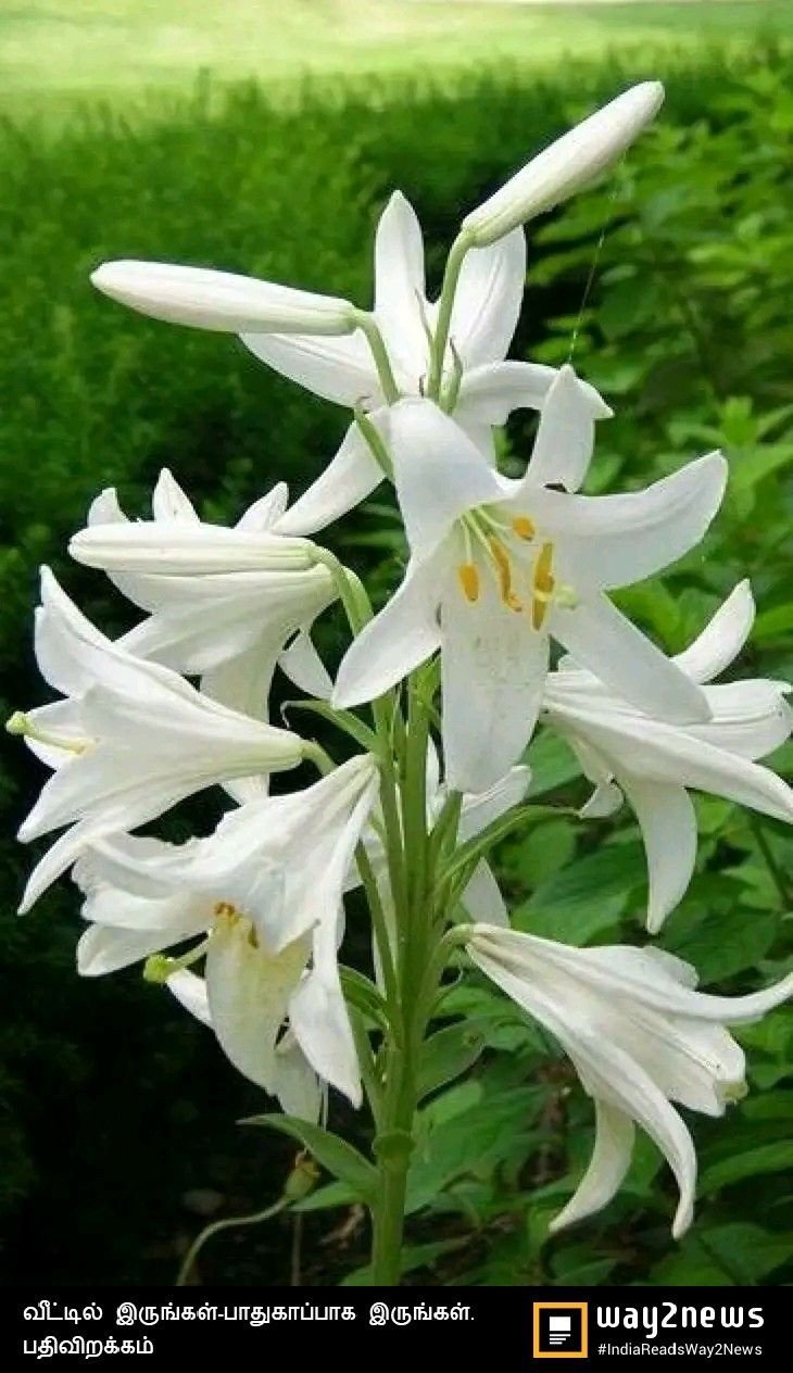Лилия белоснежная Lilium candidum семена
