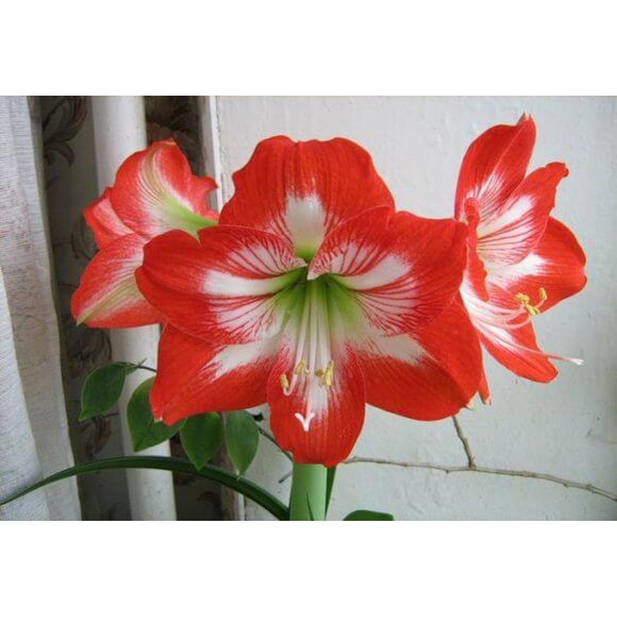 Комнатная лилия как называется. Лилия гиппеаструм. Лилия гиппеаструм цветок. Амариллис белладонна. Комнатная Лилия гиппеаструм.