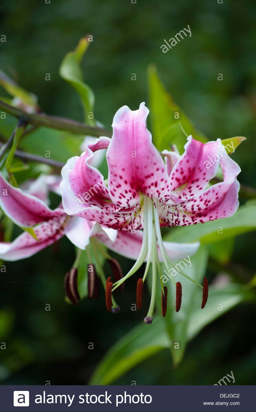 Лилия speciosum var rubrum Uchida