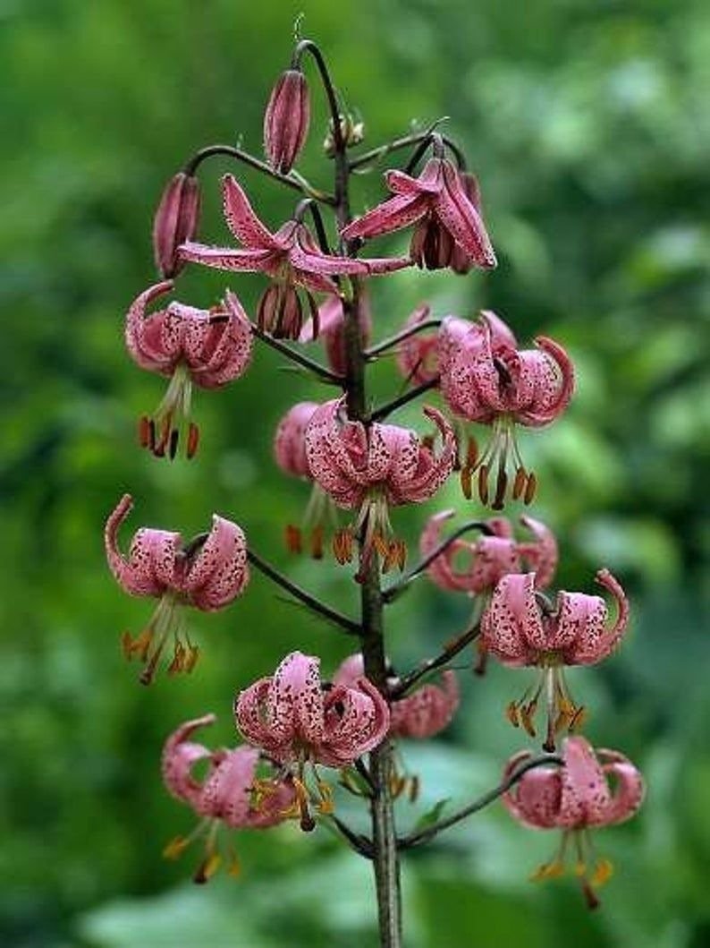 Лилия speciosum rubrum