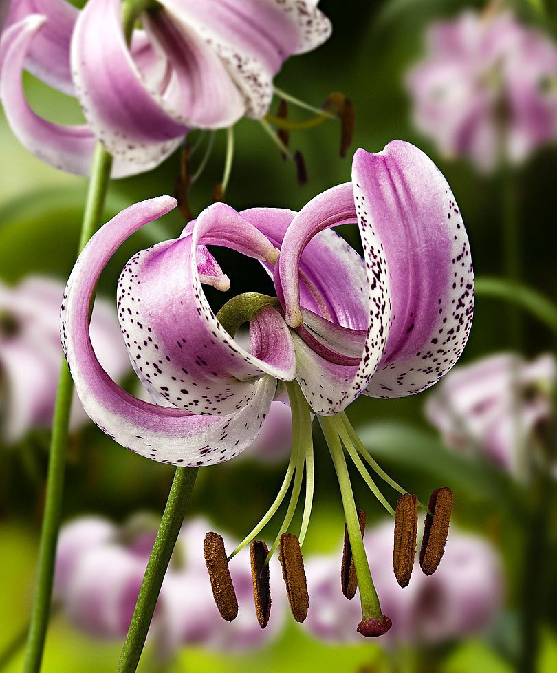 Карибская Лилия цветок
