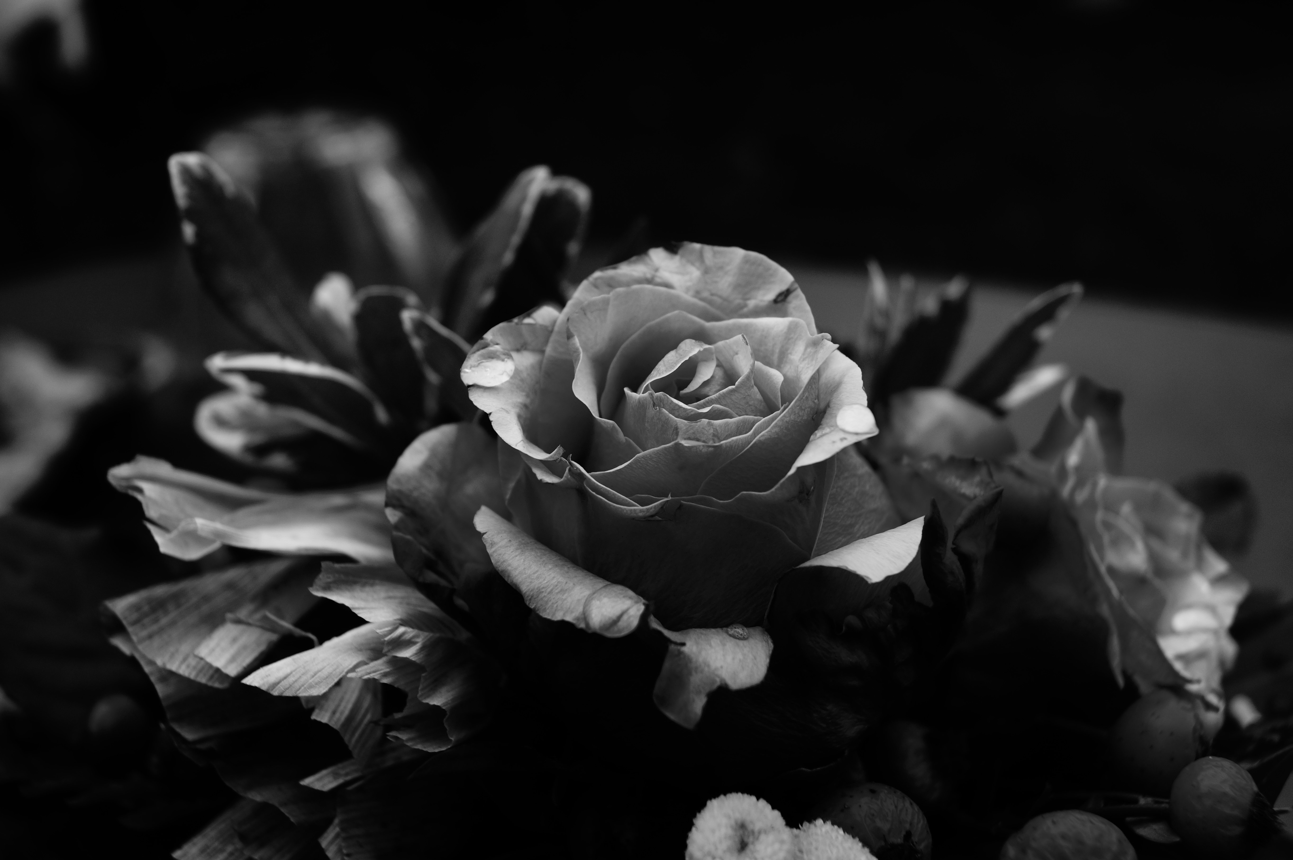 Картинки черных цветов. Черно-белый цветок. Черные цветы. Серые цветы. Монохромные цветы.