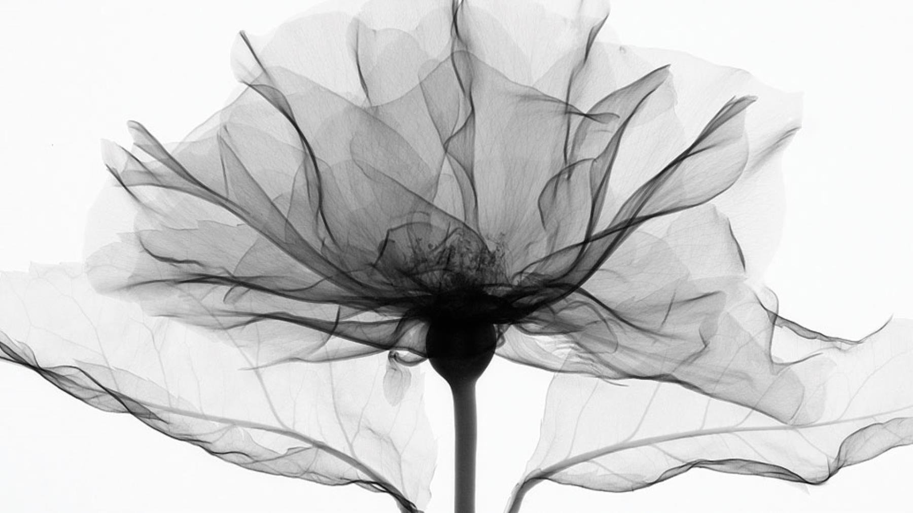 Fabric render api. Прозрачные цветы. Черно-белый цветок. Абстракция в черно-белом цвете. Рентген цветов.
