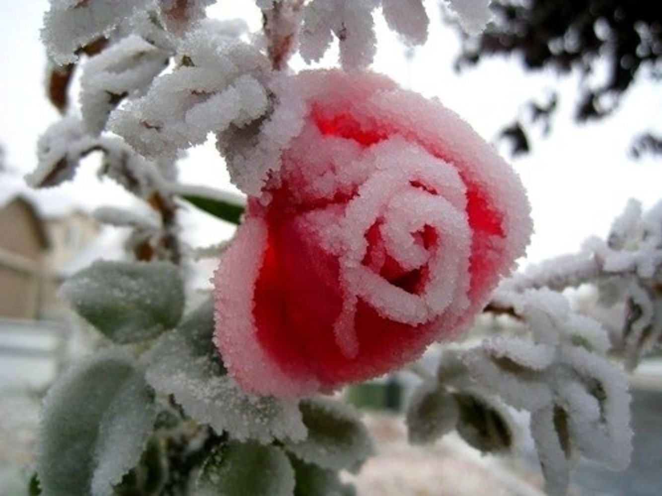 Снежная плесень на розах. Зимние цветы. Цветы зимой. Красивые зимние цветы.