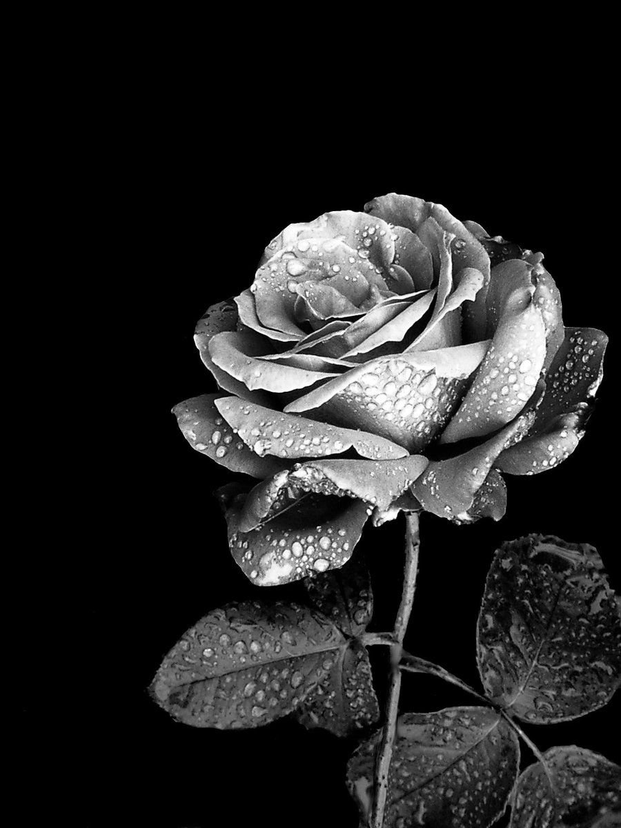 Роза в черно белом цвете