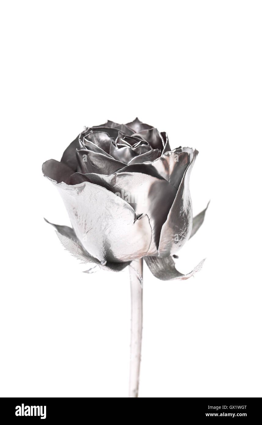 Silver Rose White
