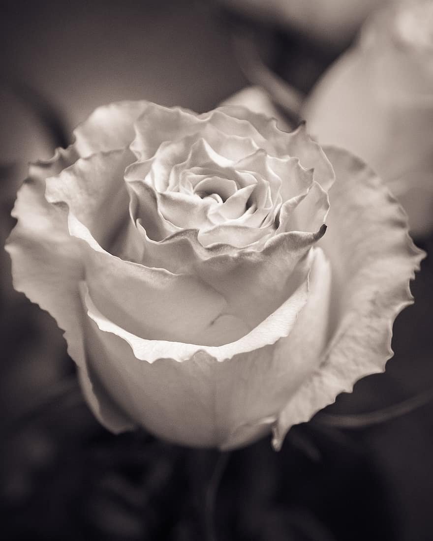 Серебряная роза цветок