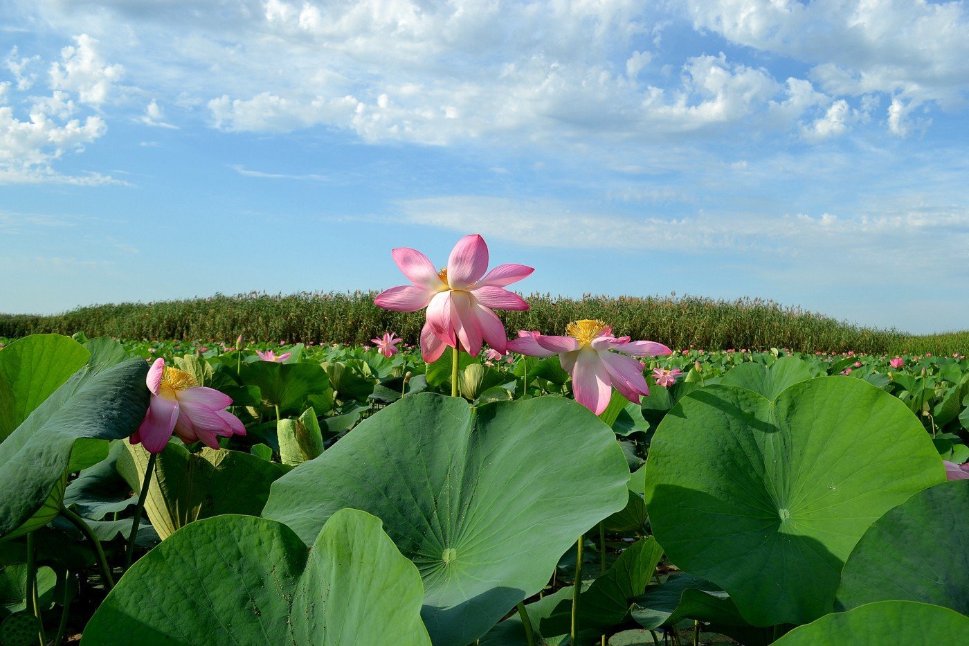 Астраханские растения. Лотос Каспийский (Nelumbo caspica). Озеро Лотос Хасанский район. Озеро лотосов Новороссийск. Фиалка Долина лотосов.