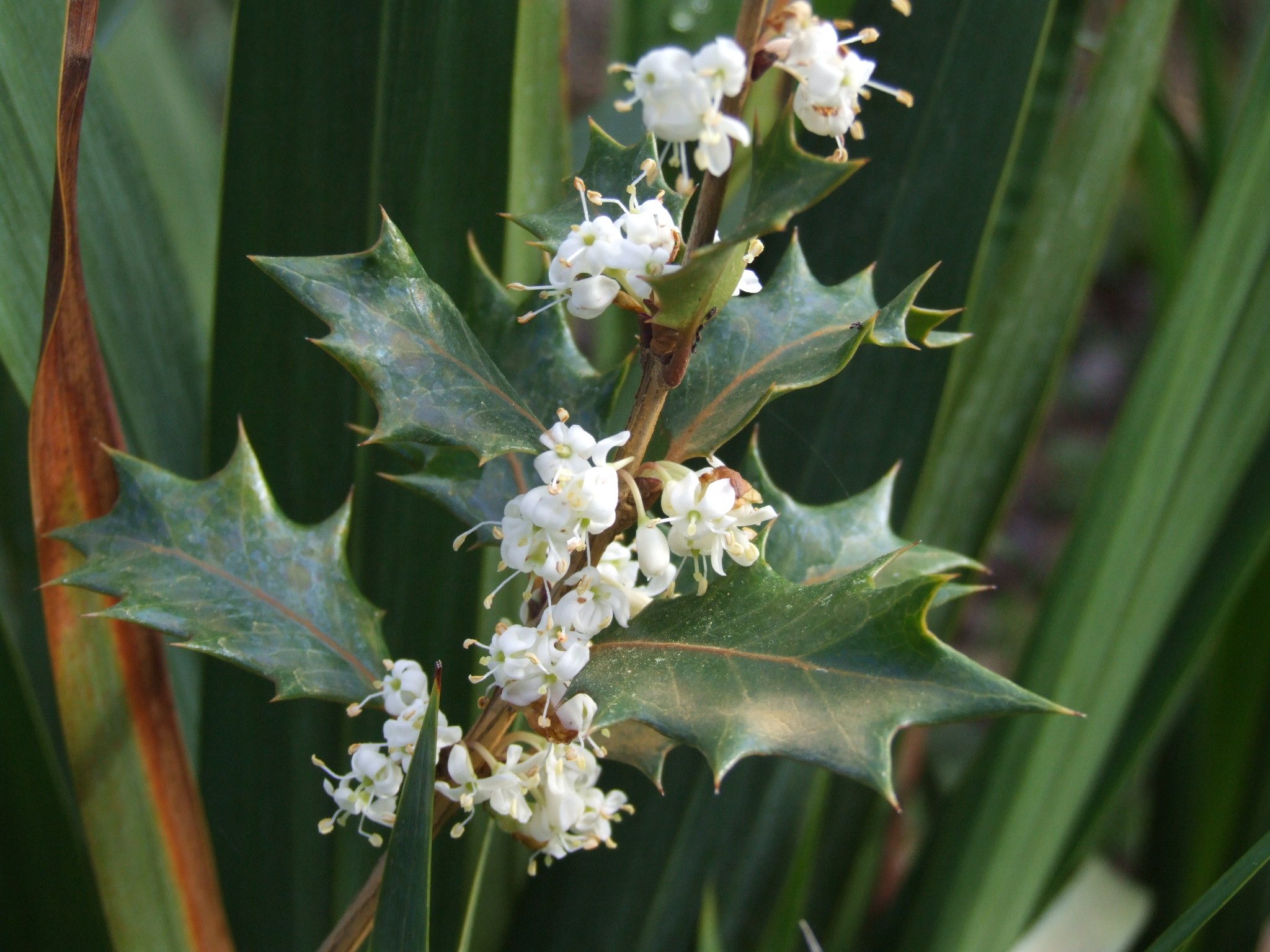 Osmanthus heterophyllus