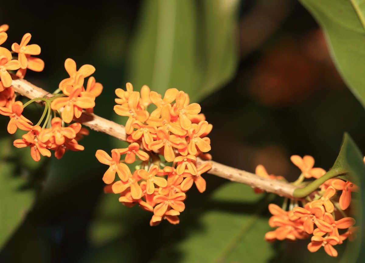 Османтус fragrans