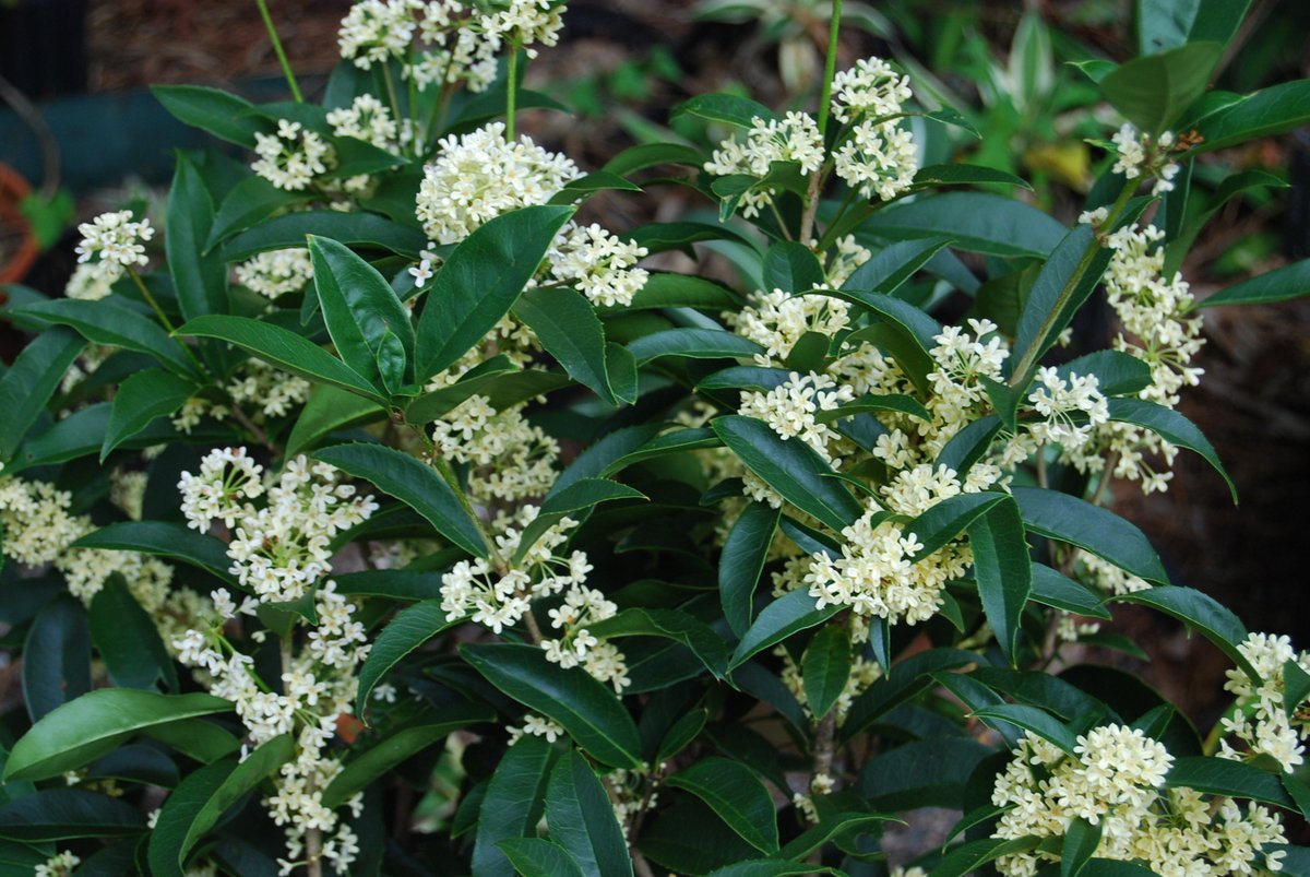 Османтус fragrans