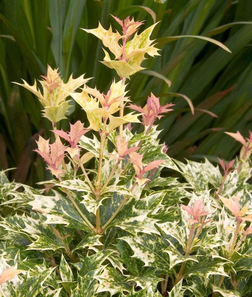 Osmanthus heterophyllus