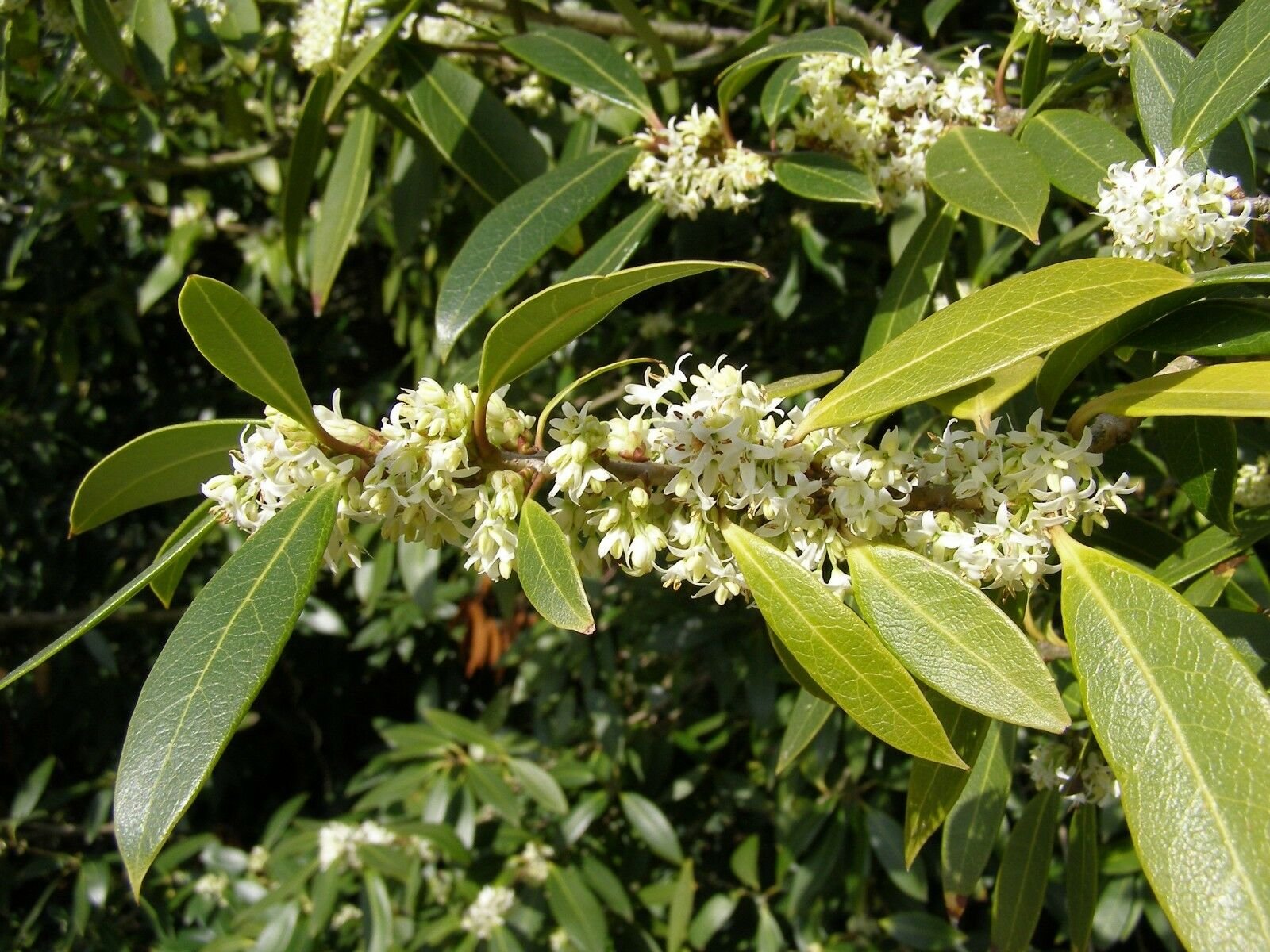 Османтус Бурквуда Osmanthus