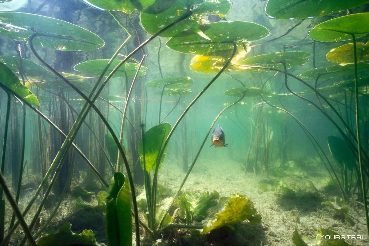 Растущая на дне озера. Подводная река в Сенот Ангелита Мексика. Речное дно. Дно реки. Подводный мир озера.