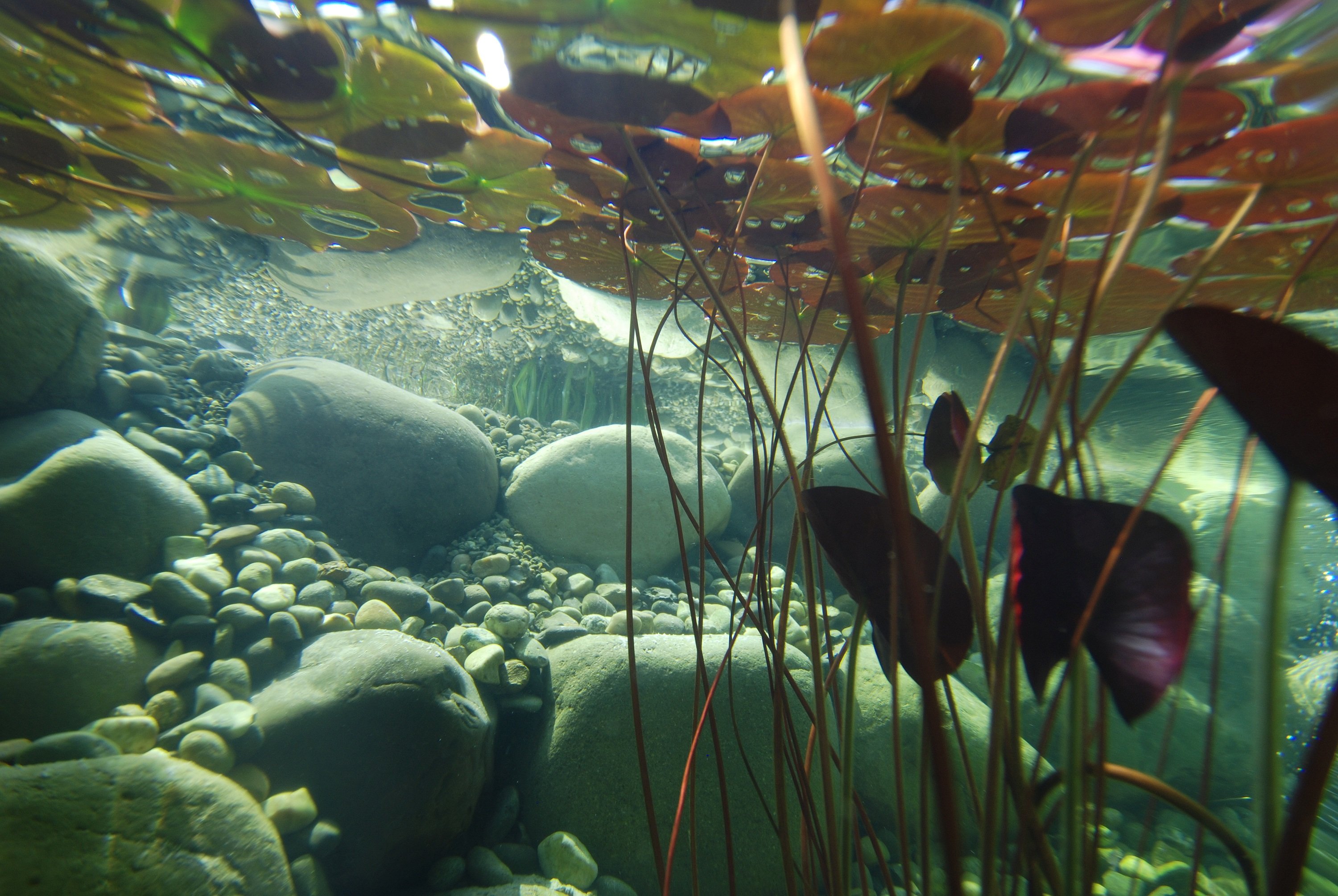 В воде рыбы водоросли. Биотоп реки фон. Биотоп озера Малави. Нимфея аквариумная. Тропические нимфеи.