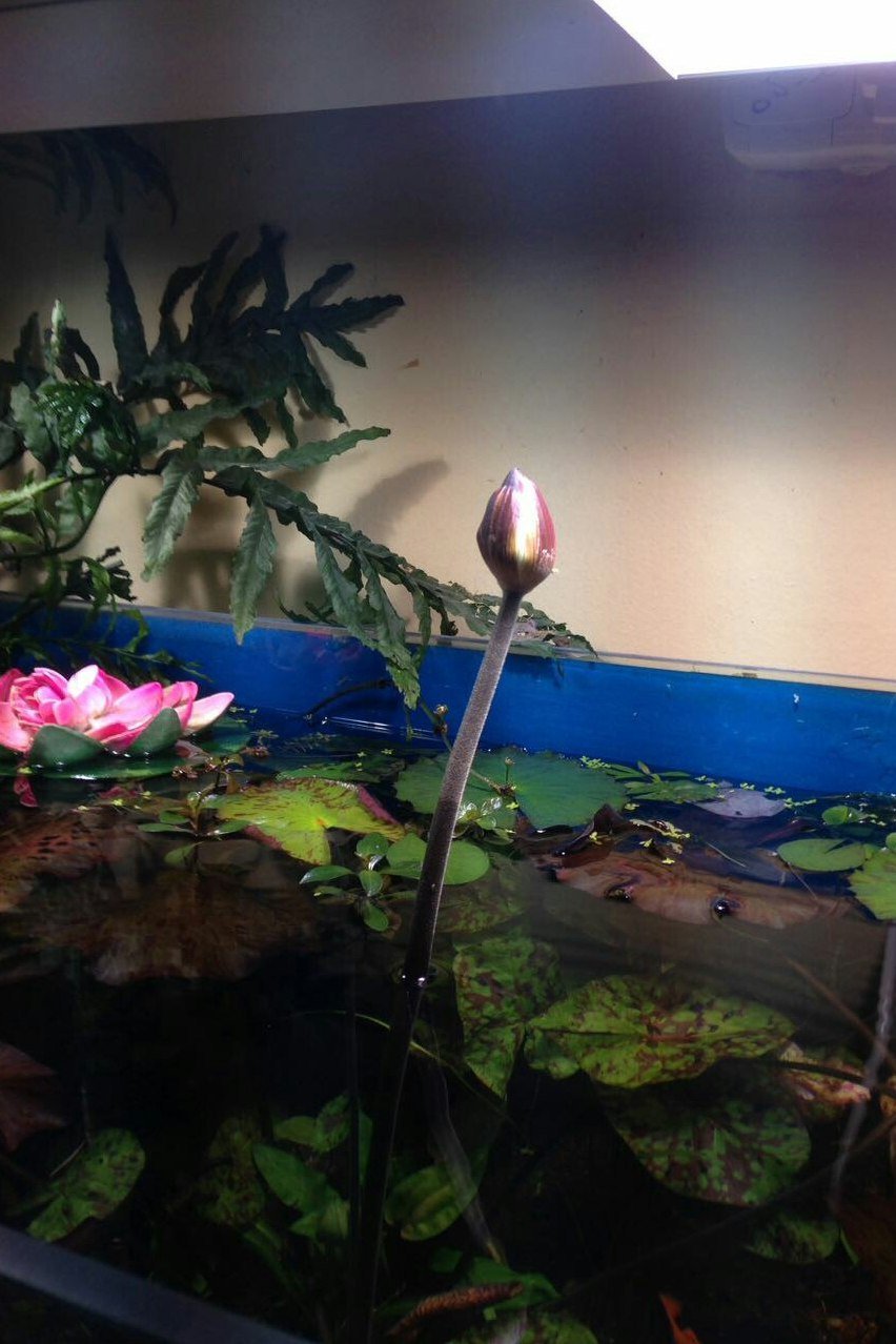 Нимфея аквариумная цветет
