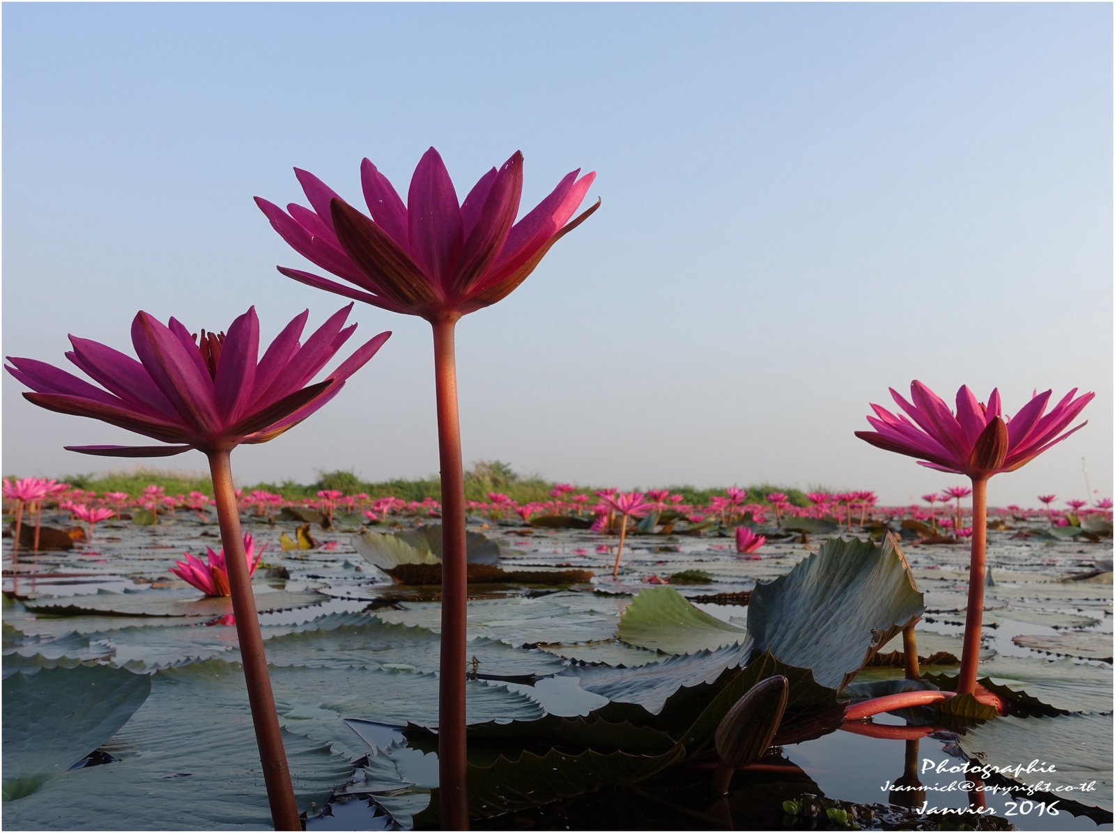 Цветок нилу. Растения Египта Лотос. Таиландский Лотос. Долина лотосов Тайланд. Озеро Нонг Хан.