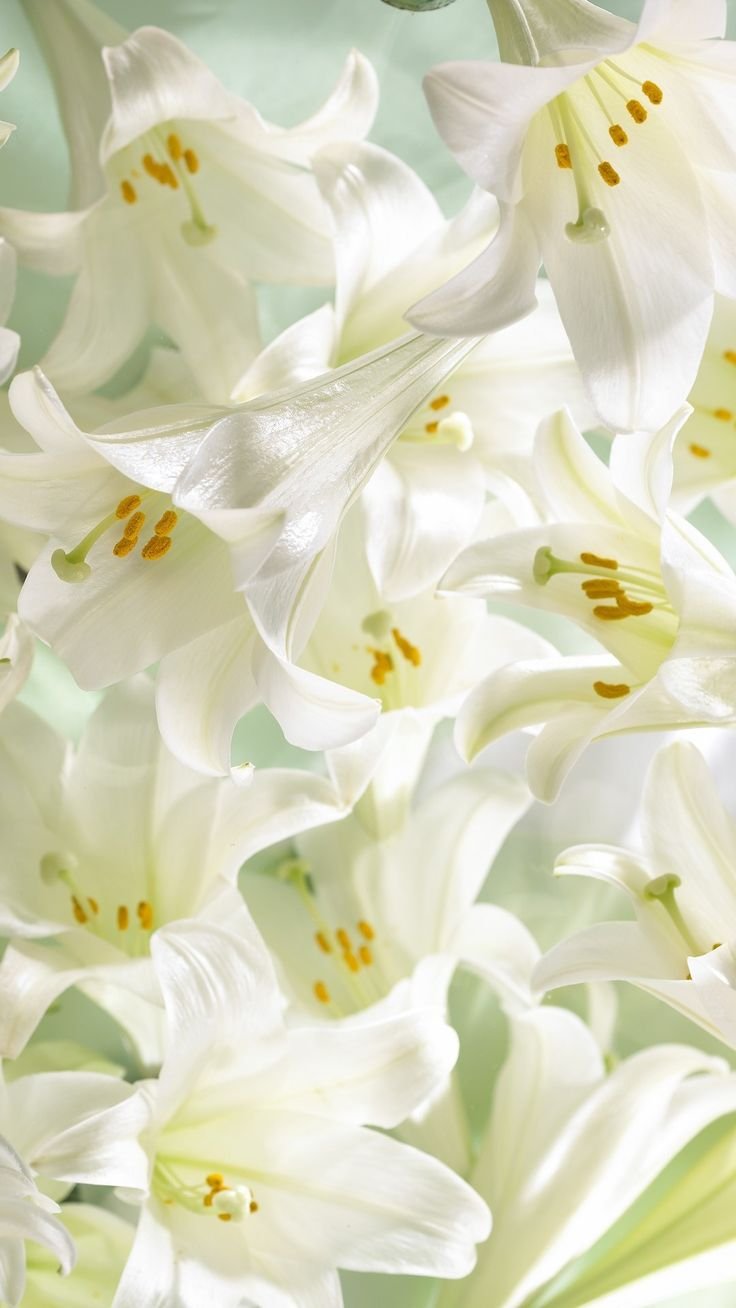 Красивые белые лилии
