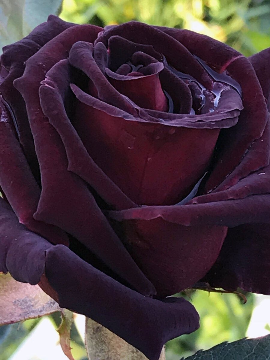 Чайно-гибридная роза Блэк баккара Black Baccara