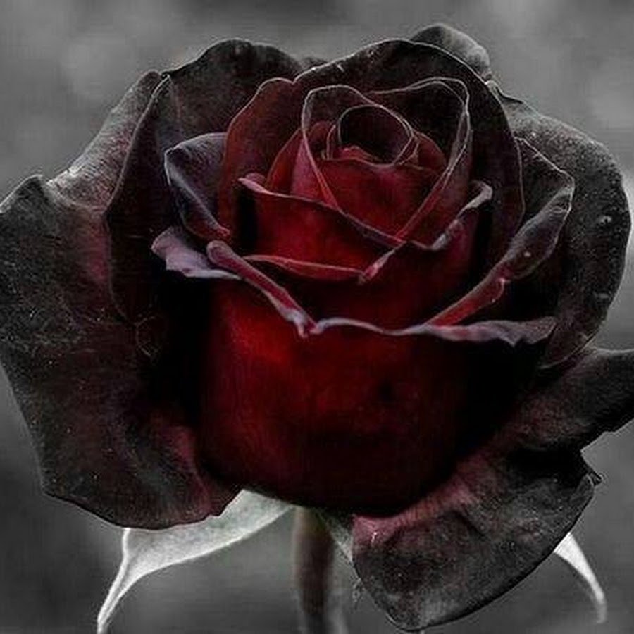 Красивый бутон розы на черном