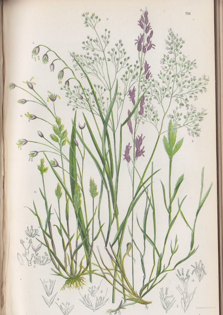 Ковыль Ботаническая иллюстрация 19 века