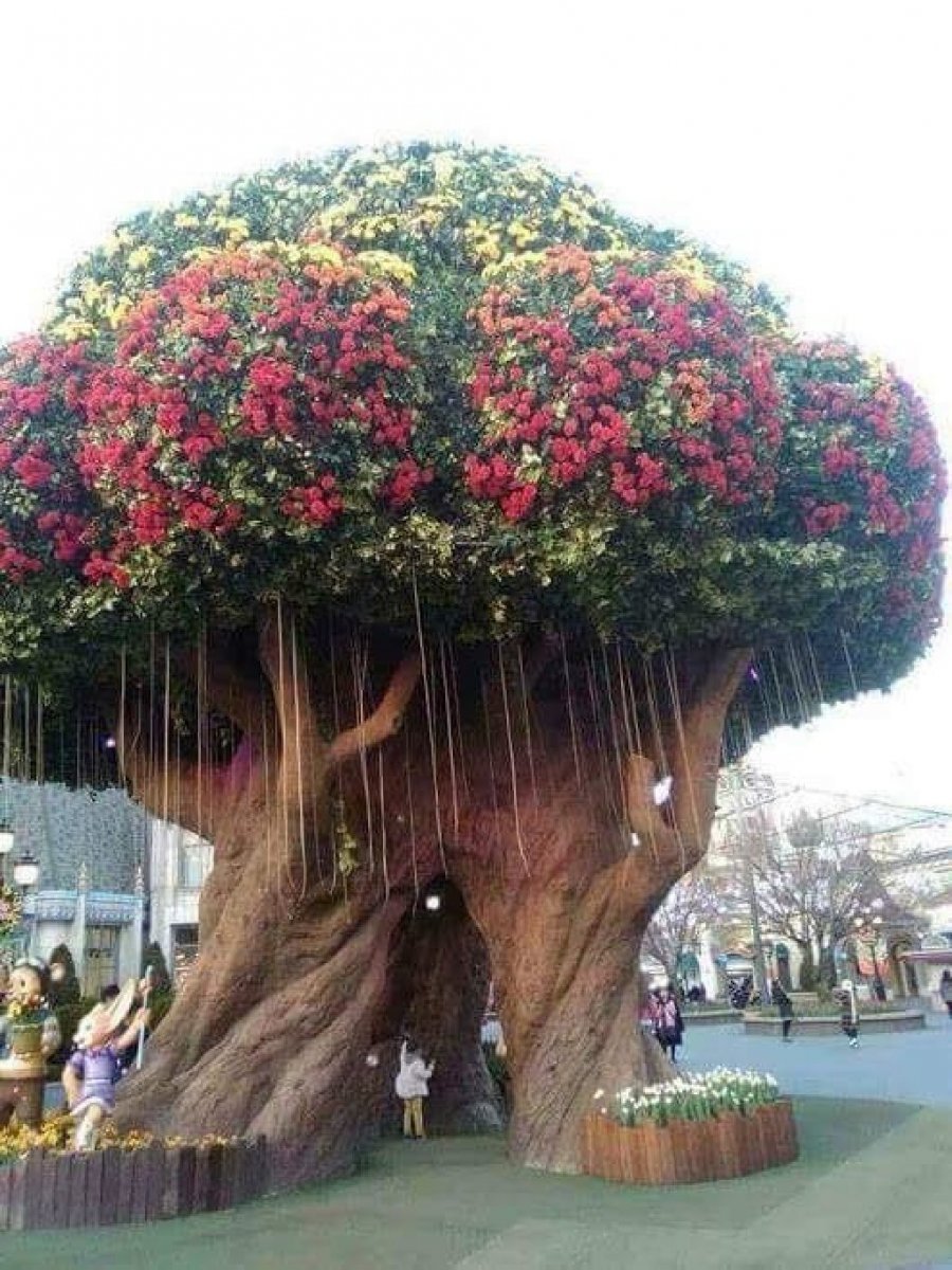 Необычные деревья мира