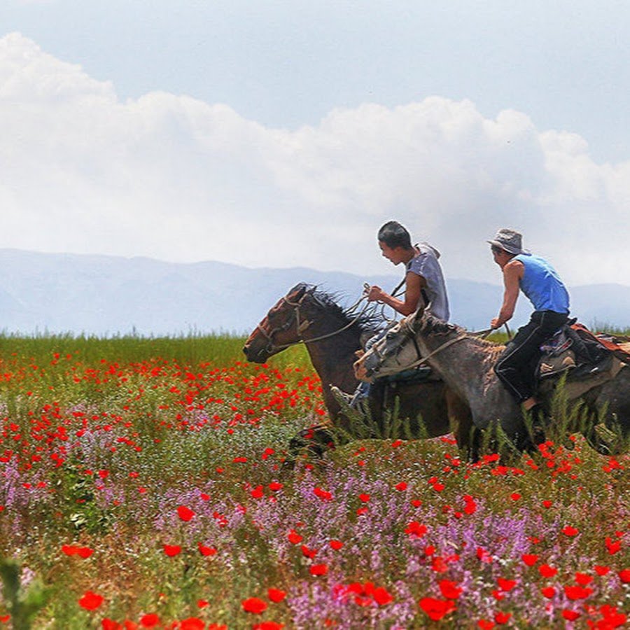 Монголии цветы
