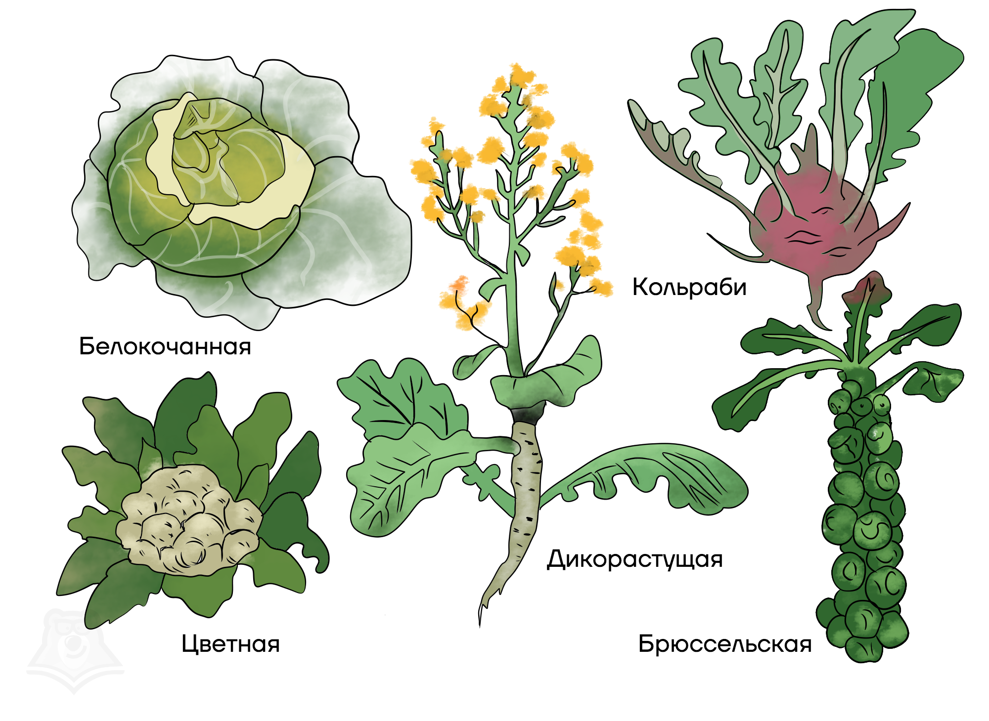 Представители класса крестоцветные