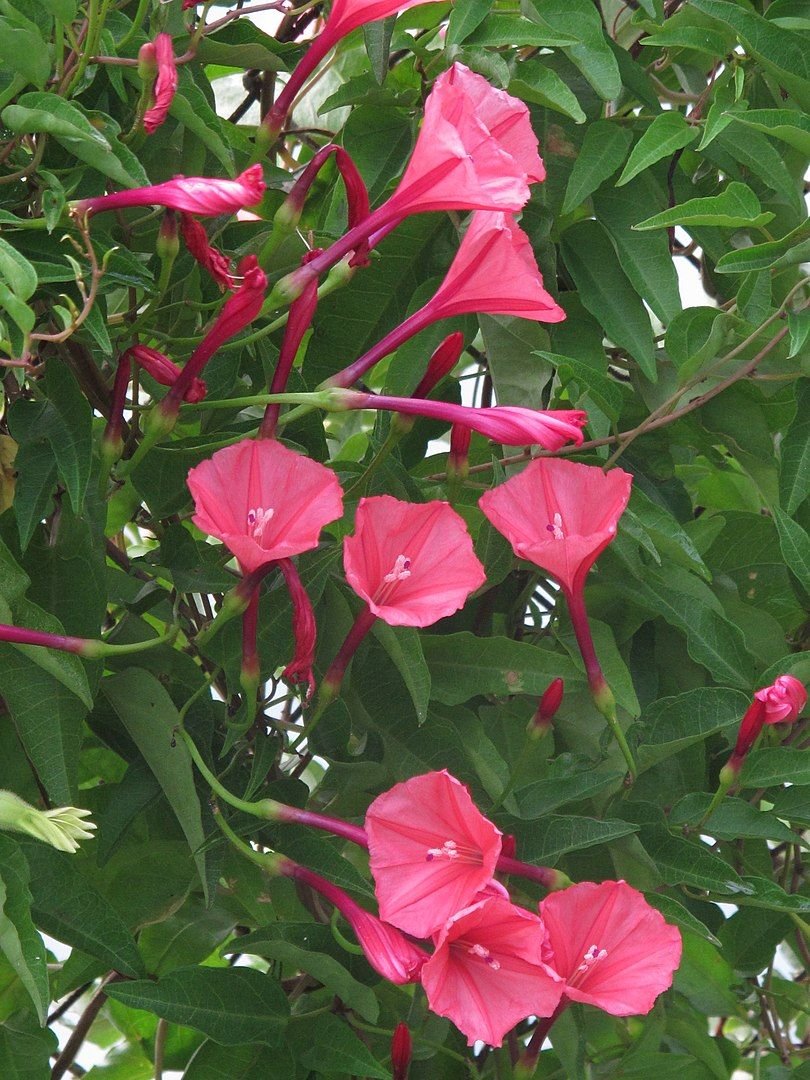 Ipomoea cairica (l.) Sweet