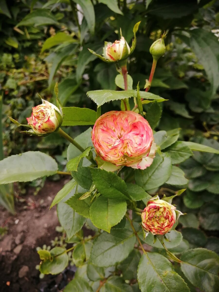 Роза Вулканика Парковая