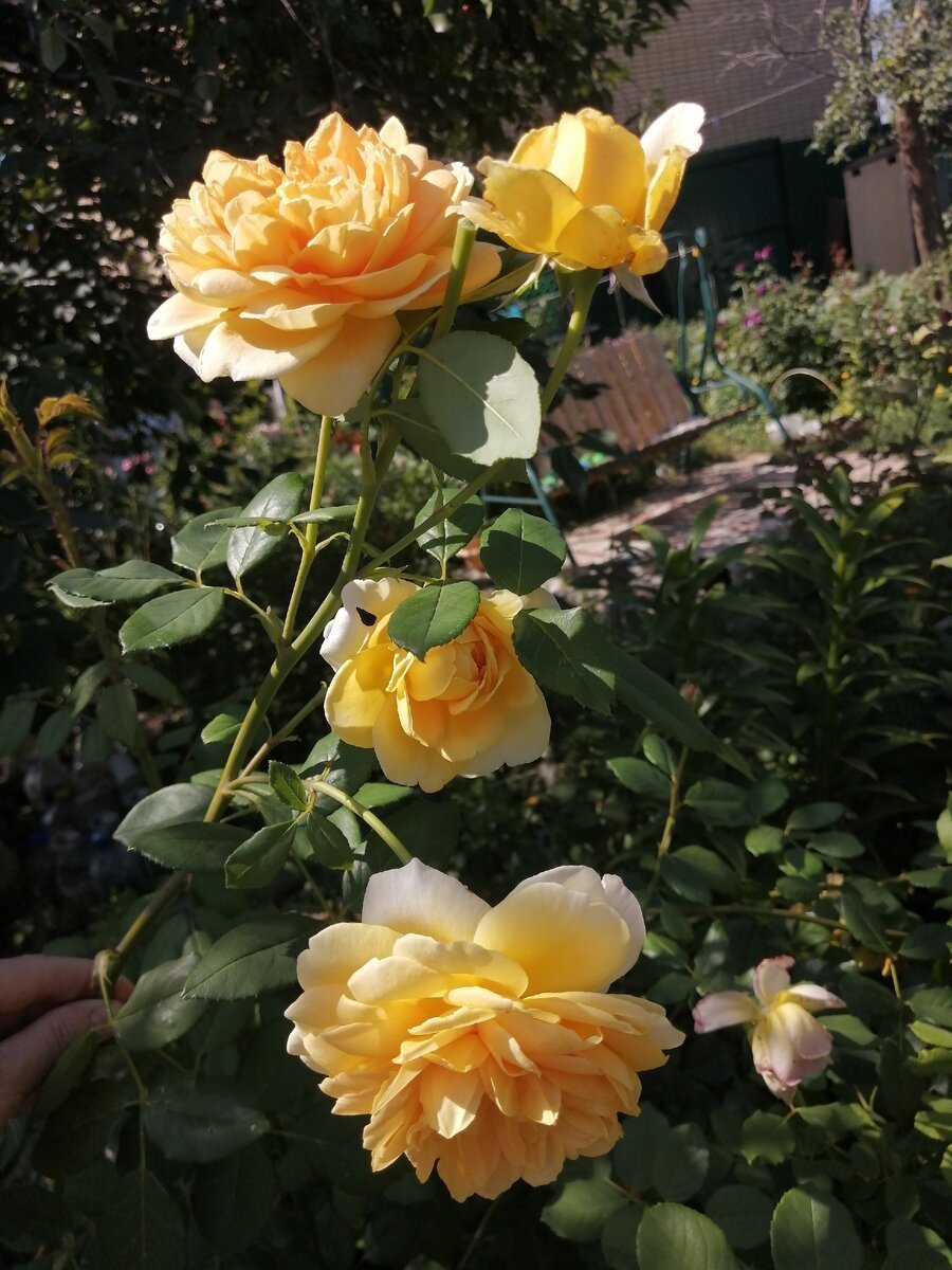Голден Шоверс плетистая роза