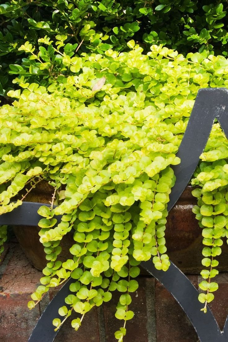 Lysimachia Golden foliage