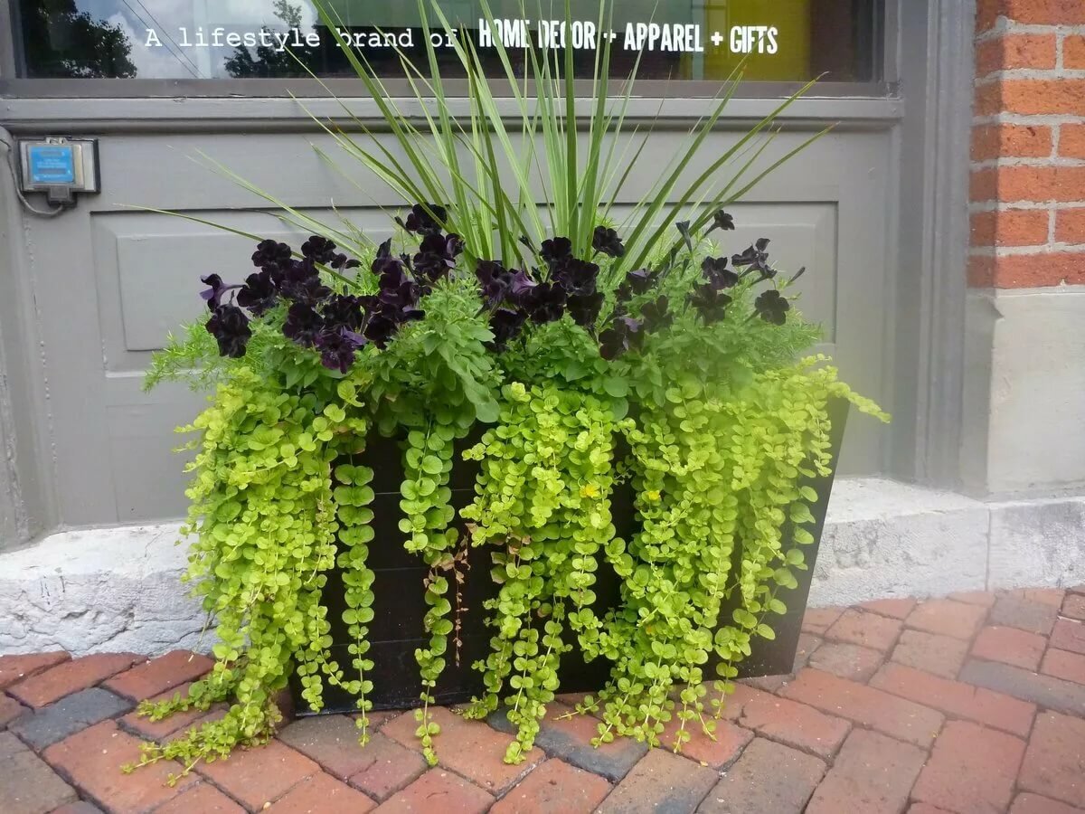 Lysimachia Golden foliage