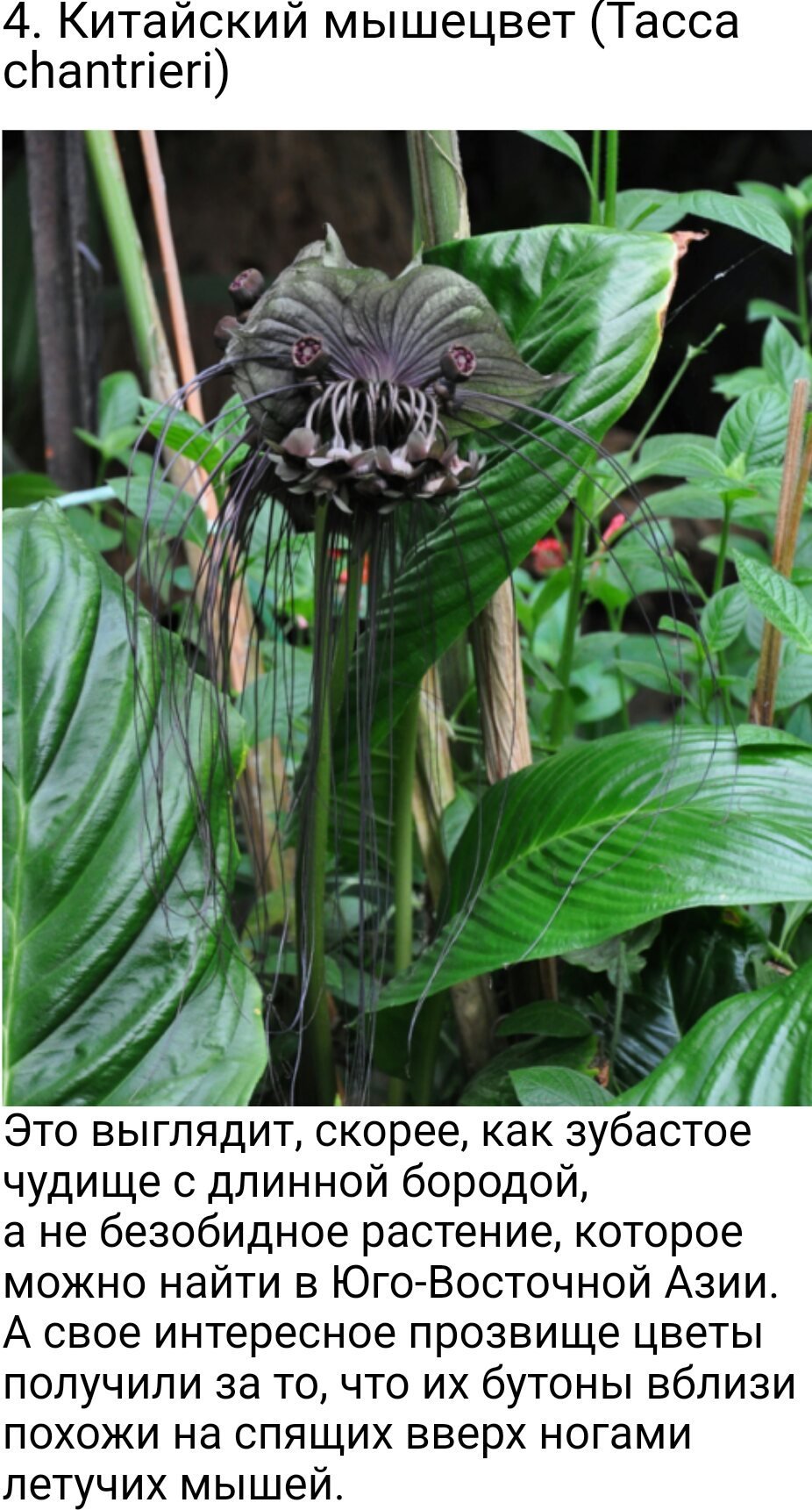 Китайский мышецвет / Chinese Black Batflowers