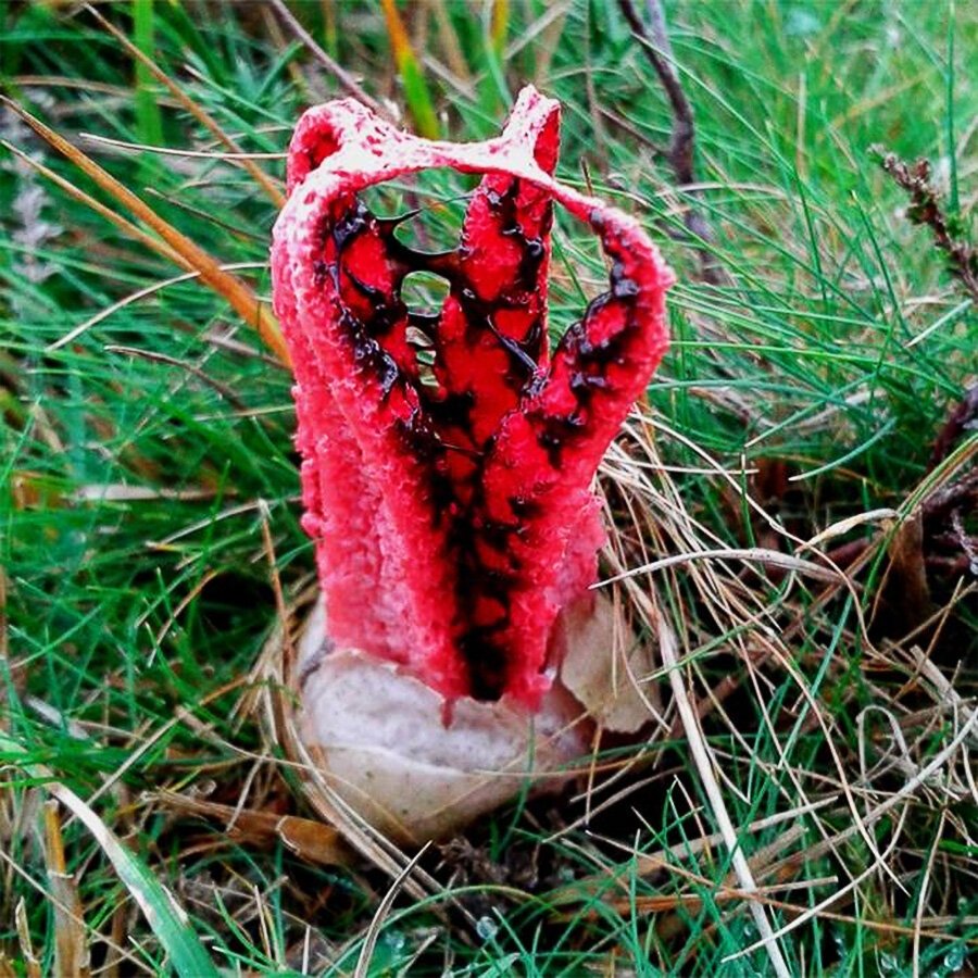 Антурус Арчера (Clathrus archeri)