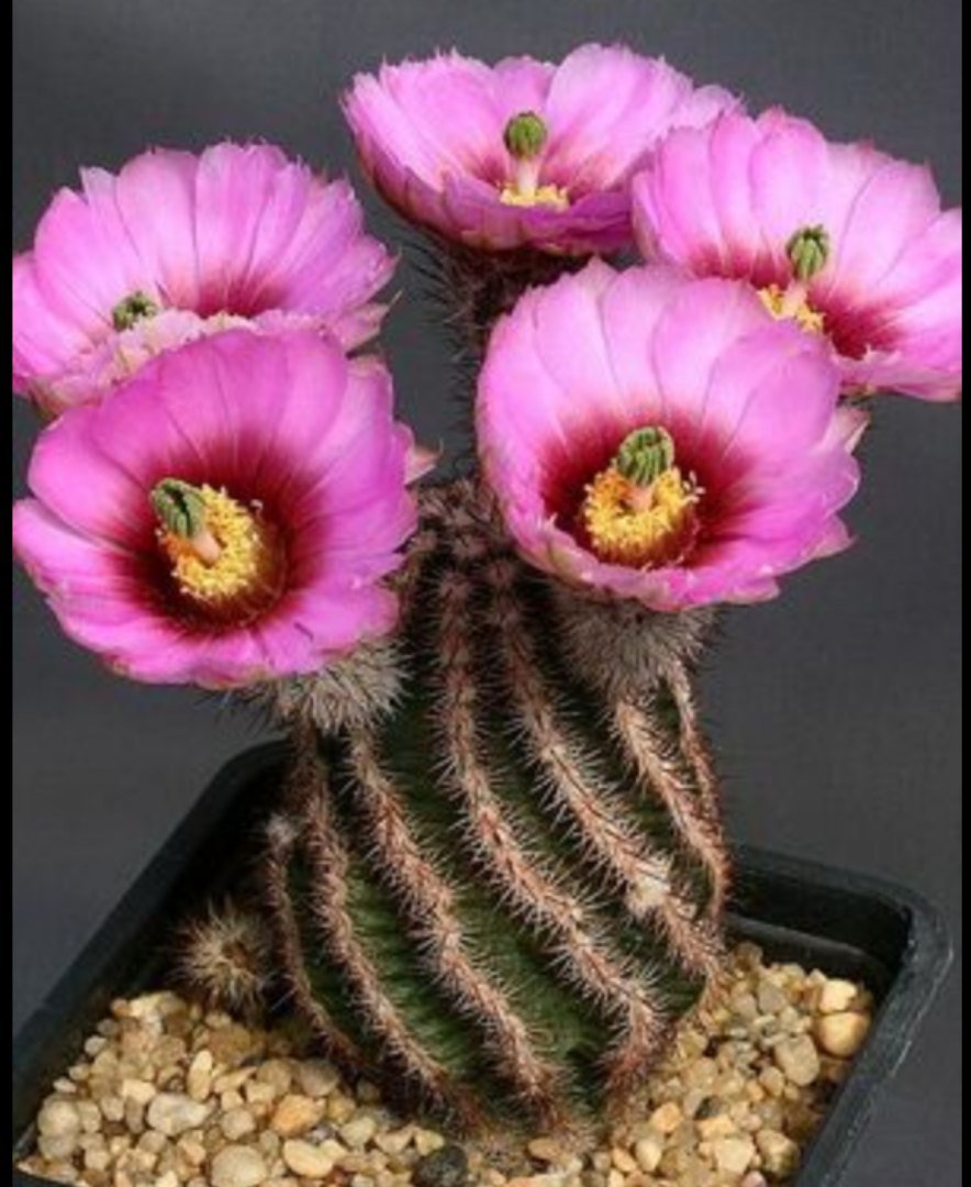 Эхиноцереус жестчайший -Echinocereus-rigidissimus