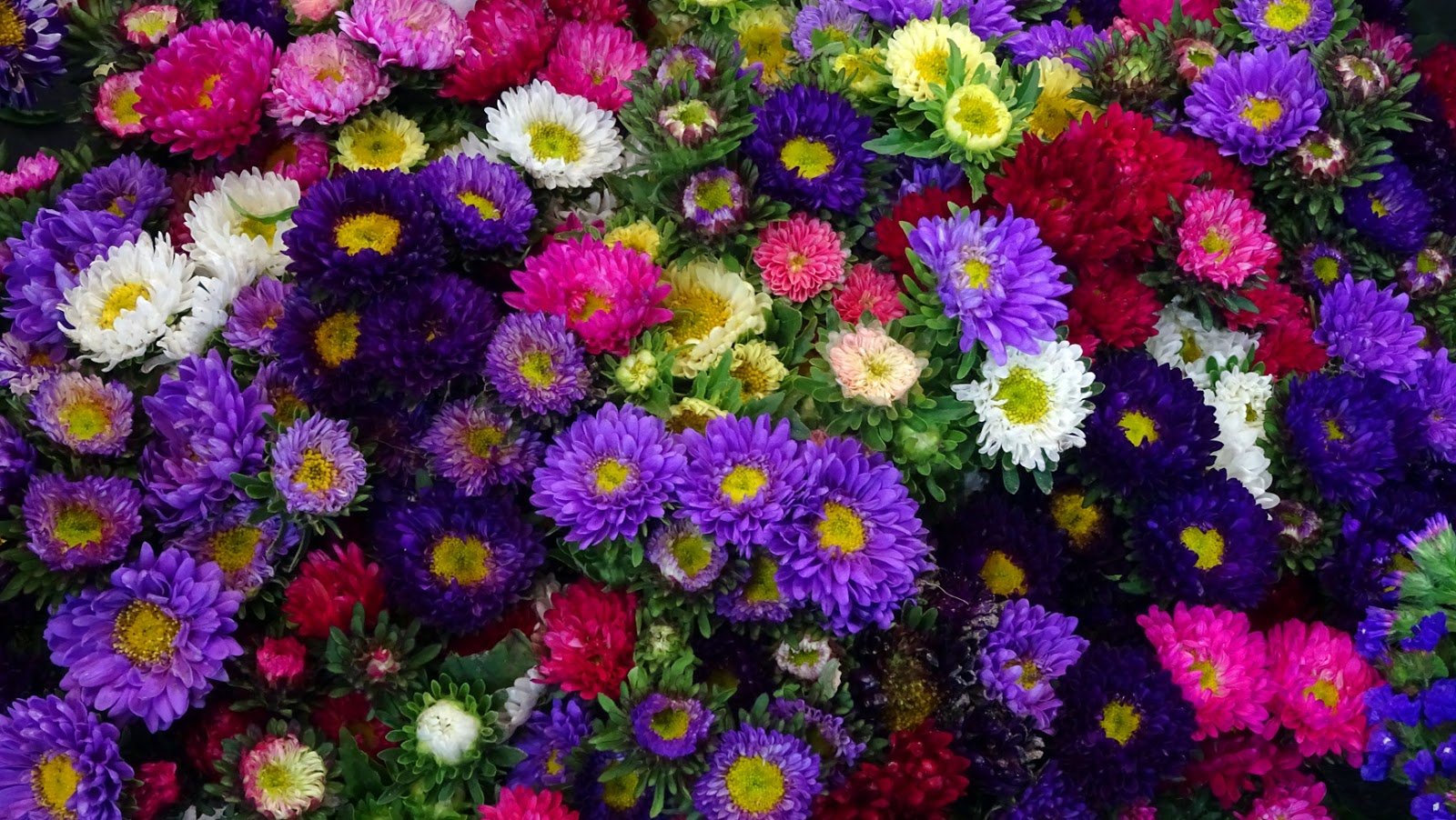 Астра мацумото фото цветов на клумбе