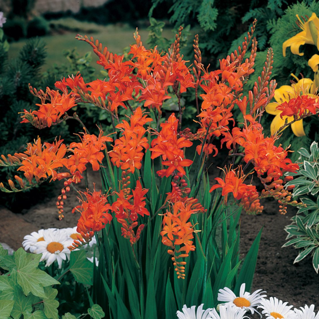 оранжевые садовые цветы фото