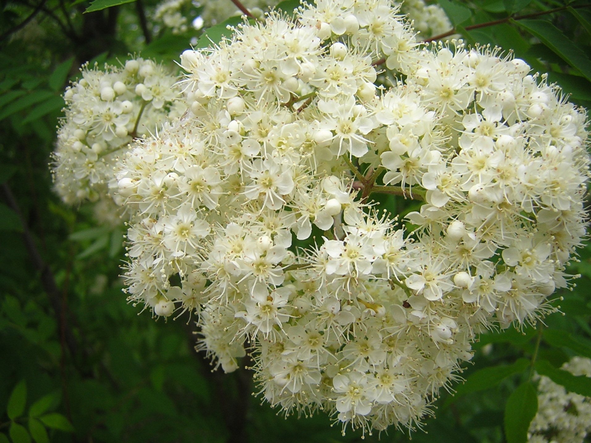 Рябина Sorbus aucuparia Цветущая